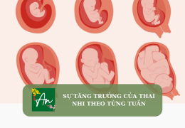 Sự tăng trưởng của thai nhi theo từng tuần